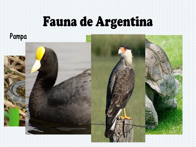 Fauna de Argentina Pampa